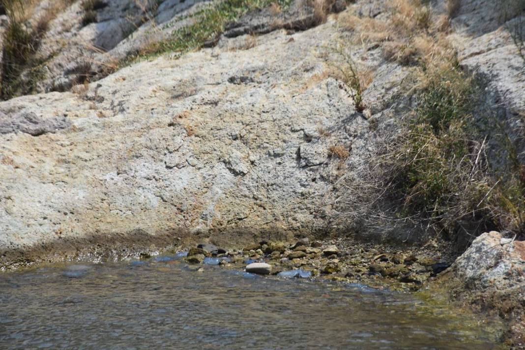 Yüzlercesi sahile vurdu, dokunan anında zehirleniyor! Mavi renklilere sakın yaklaşmayın, ölüm tehlikesi var 16